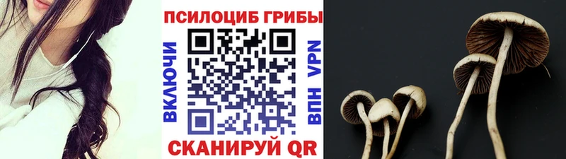 Галлюциногенные грибы Psilocybe  где купить наркоту  мега как зайти  Орск 